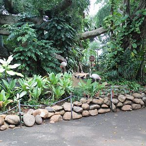 enclosure for Greater Flamingoes