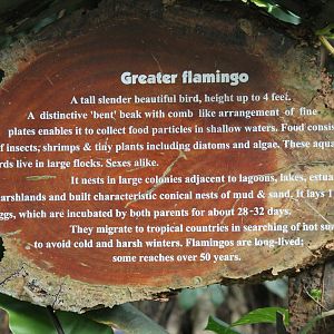signage for Greater Flamingoes