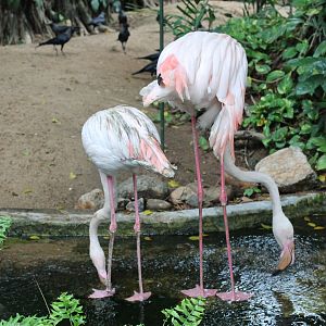 Greater Flamingoes