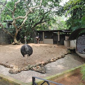 Ostrich enclosure