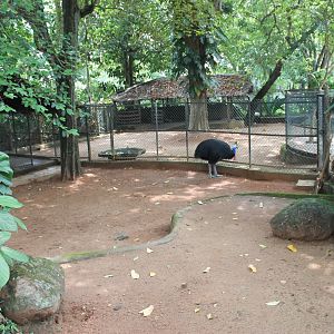 Common Cassowary enclosure