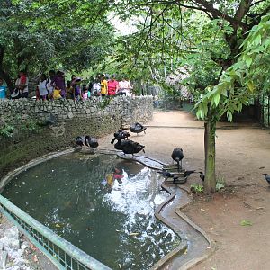 Black Swans (Cygnus atratus)