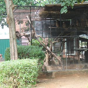 owl aviaries