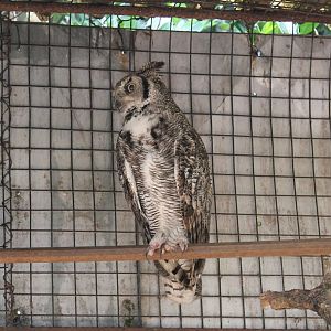 Great Horned Owl (Bubo virginianus)