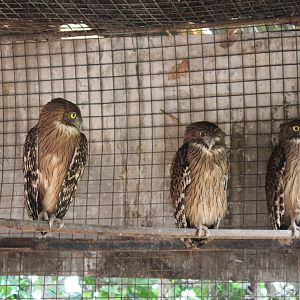 Brown Fish Owls (Ketupa zeylonensis)