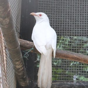 albino Koel (Eudynamys scolopacea)
