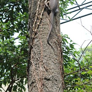 wild Bengal Monitor (Varanus bengalensis) in walk-through aviary