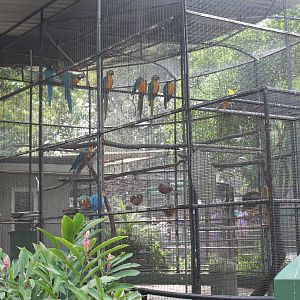 aviary for Blue and Gold Macaws (Ara ararauna)