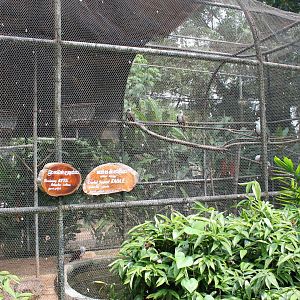 aviary for Brahminy Kites (Haliastur indus) and Crested Serpent-eagles (Spilornis cheela)