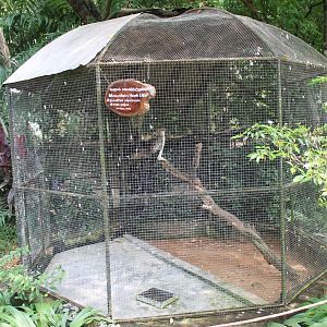 aviary for Mountain Hawk-eagle (Nisaetus nipalensis)