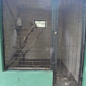 Brahminy Kite (Haliastur indus)