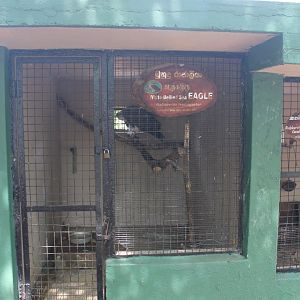 White-bellied Sea Eagle (Haliaeetus leucogaster)
