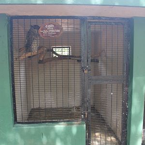 Spot-bellied Eagle Owl (Bubo nipalensis)