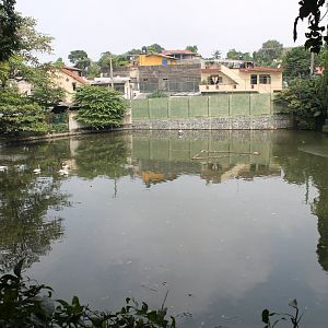 zoo lake, with Spot-billed Pelicans