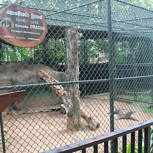 Komodo Dragon cage