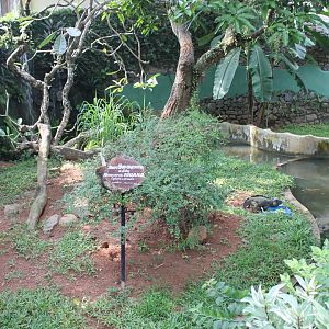 Rhinoceros Iguana enclosure