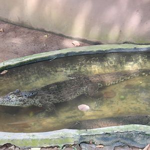 Cuban Crocodile