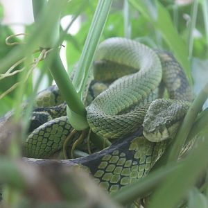 Sri Lankan Green Tree Viper (Trimeresurus trigonocephalus)