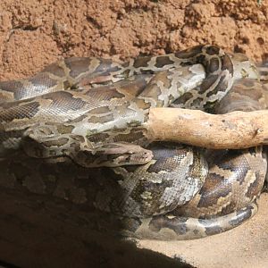 Sri Lankan Python (Python molurus pimbura)