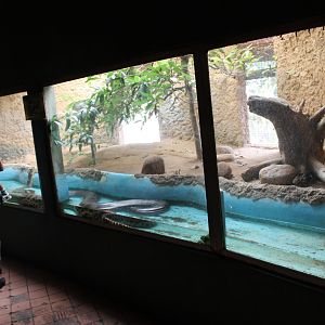 Green Anaconda enclosure