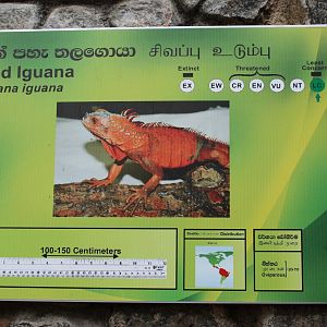 signage for the so-called Red Iguana