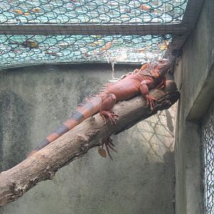 Red Iguana ( = Common Iguana)