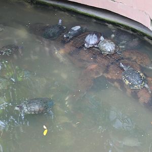 turtles on a false gharial (er, a real False Gharial)