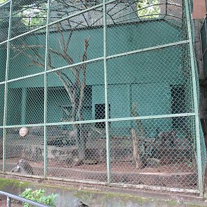 cage for Hamadryas Baboons (Papio hamadryas)