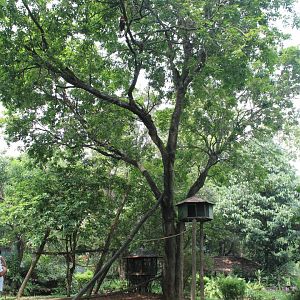 enclosure for Geoffroy's Spider Monkeys