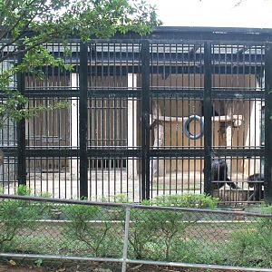 cage for Common Chimpanzees