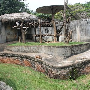 outside enclosure for Common Chimpanzees