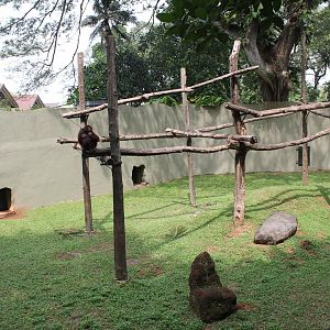 Orangutan enclosure
