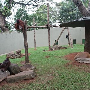 Orangutan enclosure