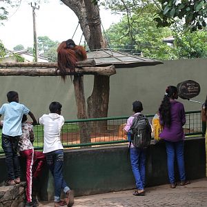 Orangutan enclosure