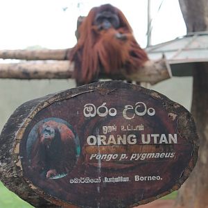 Orangutan signage