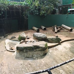 enclosure for Indian Crested Porcupines (Hystrix indica)