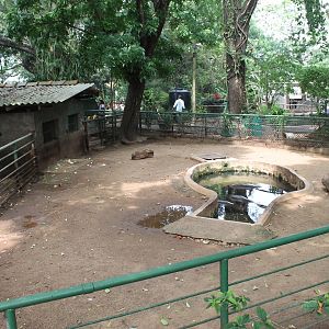 Pigmy Hippopotamus enclosure