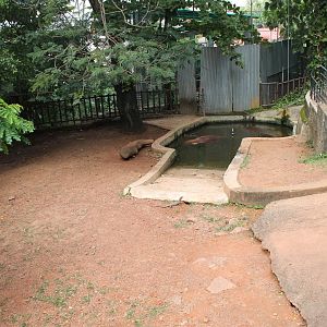 enclosure for Common Hippopotamus