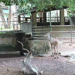 Greater Kudu
