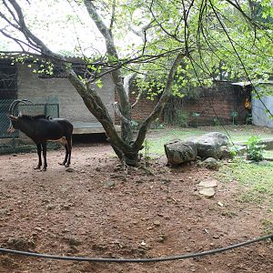 Sable Antelope