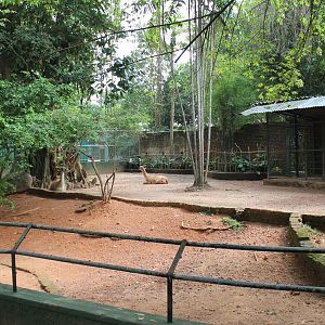 Guanaco enclosure