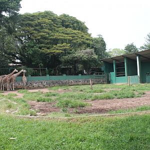 Reticulated Giraffe enclosure