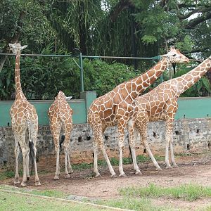 Reticulated Giraffes