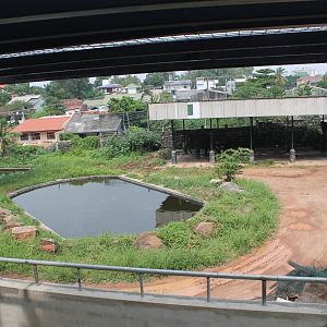 enclosure with Asian Elephant