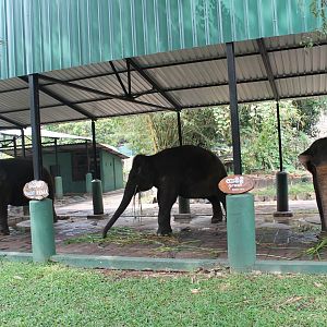 Asian Elephants