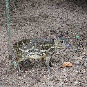 Sri Lankan Mouse Deer (Moschiola meminna)