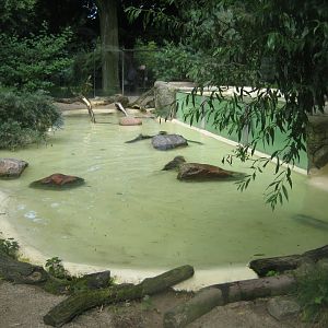 Tierpark Hagenbeck - Giant otter exhibit
