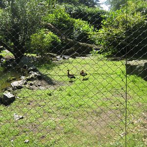 Tierpark Hagenbeck - Macaw aviary