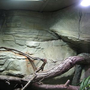 Tierpark Hagenbeck - Python exhibit
