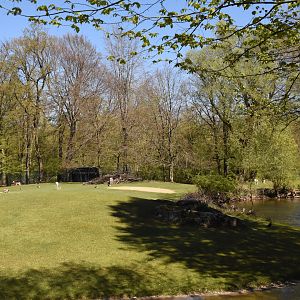 Mhor gazelle paddock